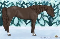 Horse Color:Liver Chestnut 
