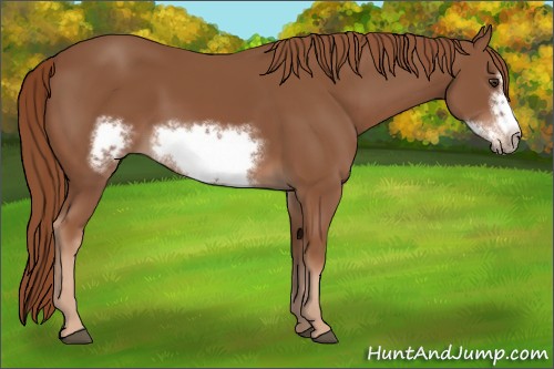 Horse Color:Chestnut Frame