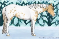 Horse Color:Amber Cream Champagne Tobiano Appaloosa 