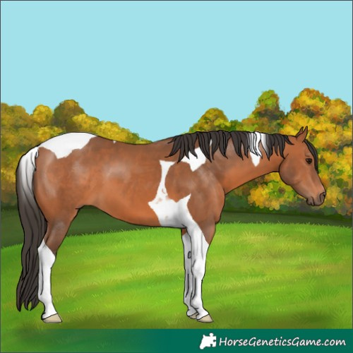Horse Color:Bay Tobiano 
