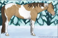 Horse Color:Classic Cream Champagne Tobiano