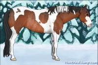 Horse Color:Bay Sabino Tobiano Rabicano