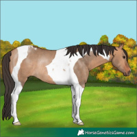 Horse Color:Bay Dun Tobiano Rabicano 