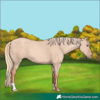 Horse Color:Gold Champagne Dun 