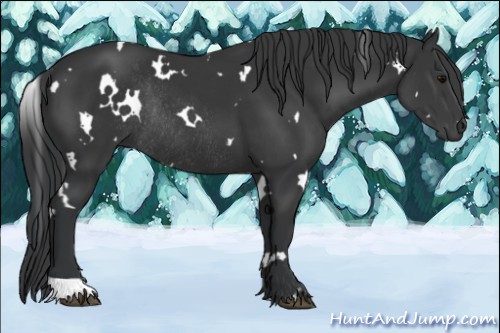 Horse Color:White Spotted Black Rabicano 