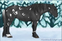Horse Color:White Spotted Black Rabicano 