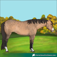Horse Color:Bay Dun Sabino Rabicano 