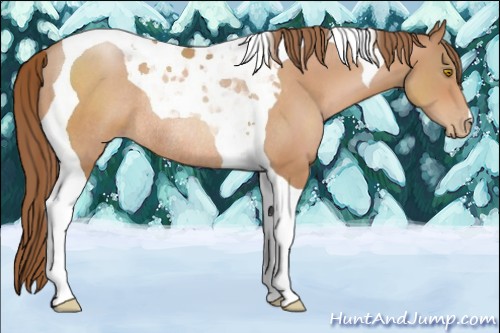 Horse Color:Bay Pearl Tobiano Rabicano 