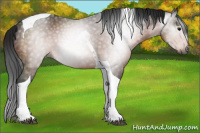 Horse Color:Gray Bay Tobiano Rabicano 