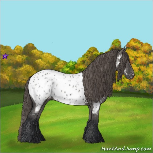 Horse Color:Grullo Appaloosa