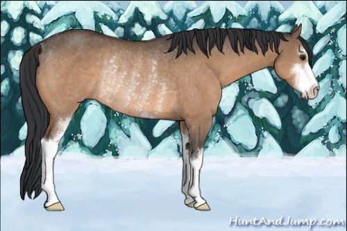 Horse Color:Brown Dun Sabino Rabicano 