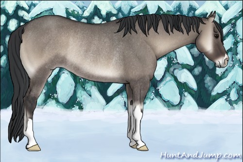 Horse Color:Grullo Onyx Rabicano 