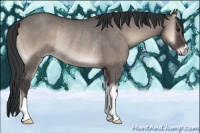 Horse Color:Grullo Onyx Rabicano 
