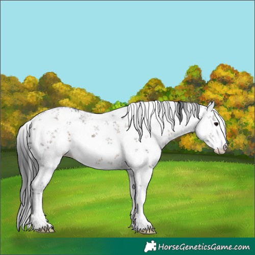 Horse Color:White Spotted Brown Sabino 