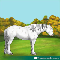 Horse Color:White Spotted Brown Sabino