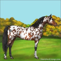 Horse Color:Bay Tobiano Appaloosa 
