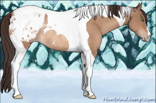 Horse Color:Amber Champagne Tobiano Appaloosa Rabicano 