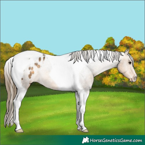 Horse Color:Buckskin Tobiano Blanket Rabicano 