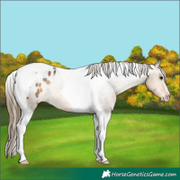 Horse Color:Buckskin Tobiano Appaloosa Rabicano
