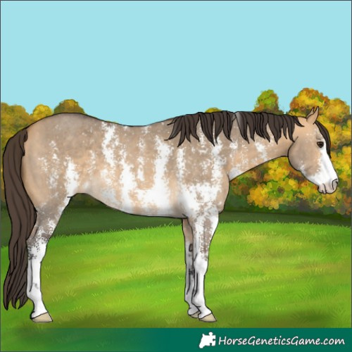 Horse Color:Buckskin Dun Sabino