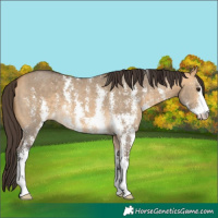 Horse Color:Buckskin Dun Sabino
