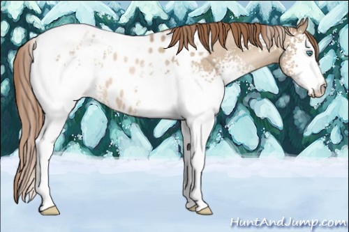 Horse Color:White Spotted Smoky Black Pearl Tobiano Appaloosa 