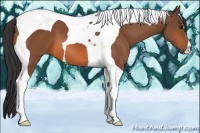 Horse Color:Bay Tobiano 