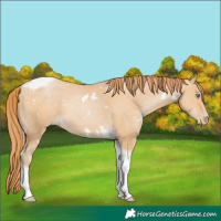 Horse Color:White Spotted Smoky Black Pearl Tobiano 