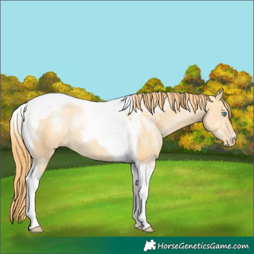 Horse Color:Buckskin Pearl Tobiano 