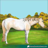 Horse Color:Buckskin Pearl Tobiano 