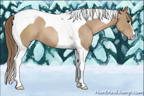 Horse Color:Black Pearl Tobiano 