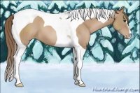 Horse Color:Black Pearl Tobiano 