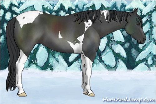 Horse Color:Black Tobiano 