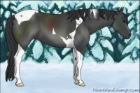 Horse Color:Black Tobiano 