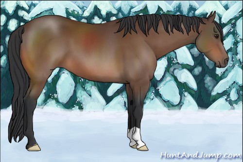 Horse Color:Brown 