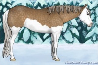 Horse Color:Chocolate Palomino Splash