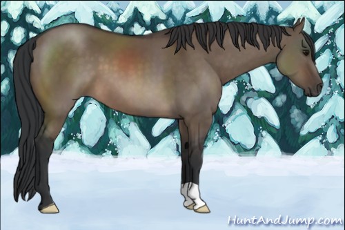 Horse Color:Brown Dun