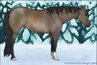 Horse Color:Brown Dun