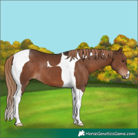 Horse Color:Liver Chestnut Tobiano 