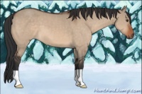 Horse Color:Brown Dun 