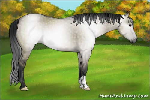 Horse Color:Gray Smoky Grullo Roan 
