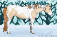 Horse Color:Buckskin Pearl Sabino Tobiano