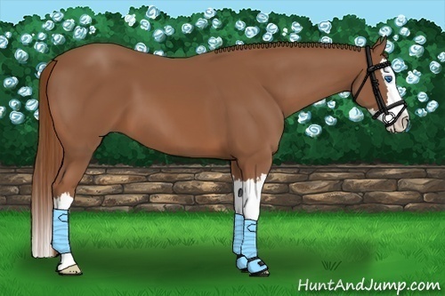 Horse Color:Chestnut Splash 