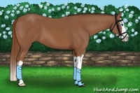 Horse Color:Chestnut Splash 