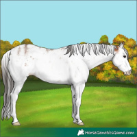 Horse Color:Bay Sabino Rabicano 