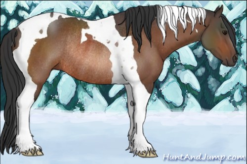 Horse Color:Bay Tobiano Rabicano 