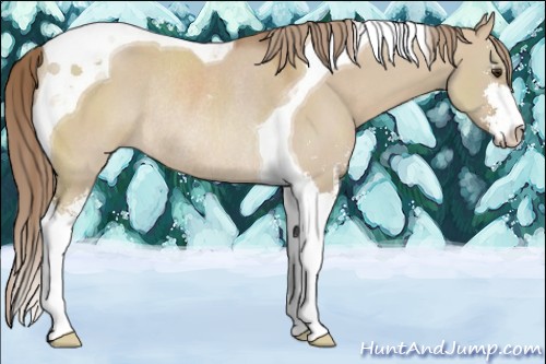 Horse Color:Red Dun Sabino Tobiano Rabicano 