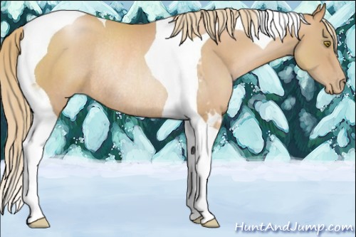 Horse Color:Chestnut Pearl Tobiano Rabicano
