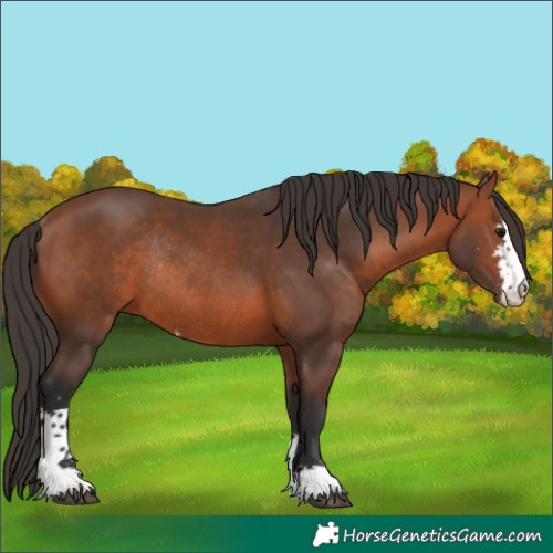 Horse Color:Bay Sabino Rabicano