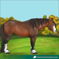 Horse Color:Bay Sabino Rabicano 